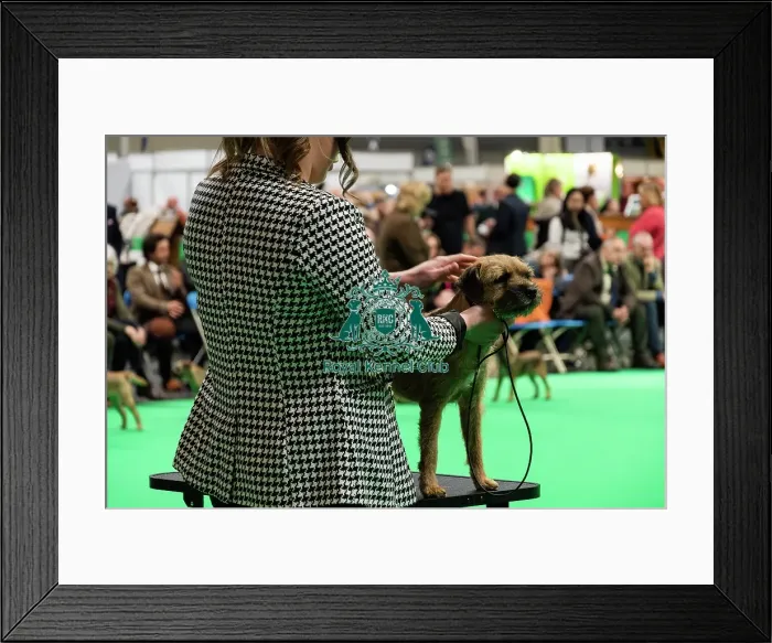 Framed Print : A Border Terrier On The Judging Table Framed Print : A Border Terrier On The Judging Table