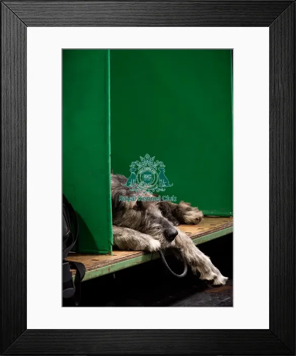Framed Print : A Tired Irish Wolfhound On The Benches Framed Print : A Tired Irish Wolfhound On The Benches