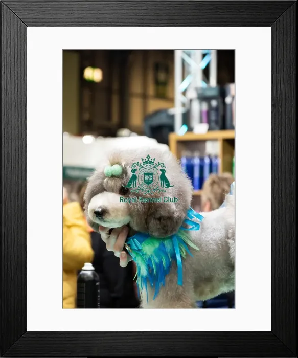 Framed Print : Artero Grooming Live Framed Print : Artero Grooming Live