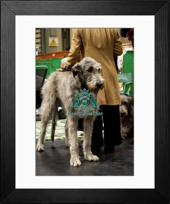 Framed Print : An Irish Wolfhound At The Benches Framed Print : An Irish Wolfhound At The Benches