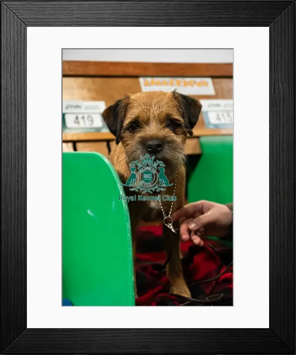 Framed Print : A Border Terrier On The Benches Framed Print : A Border Terrier On The Benches