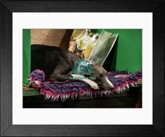 Framed Print : Whippet On The Benches Framed Print : Whippet On The Benches