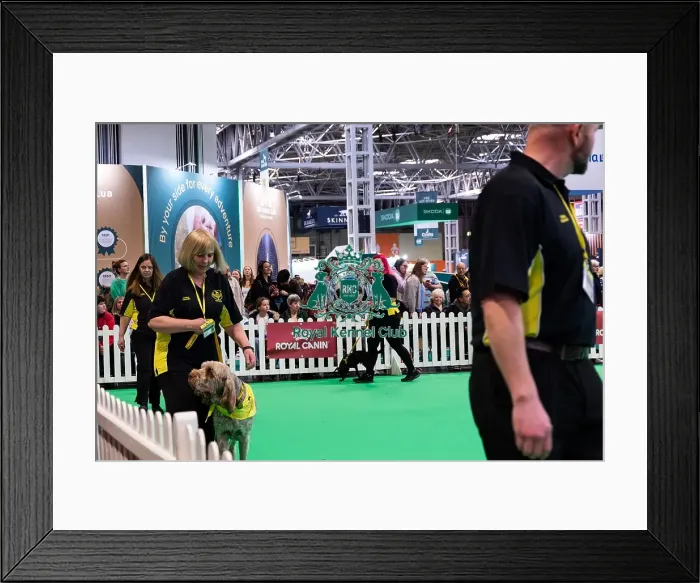 Framed Print : The Safe And Sound Scheme In The Dog Citizen Ring