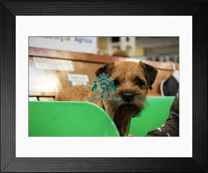 Framed Print : A Border Terrier On The Benches Framed Print : A Border Terrier On The Benches