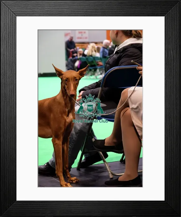 Framed Print : A Pharaoh Hound Outside The Ring