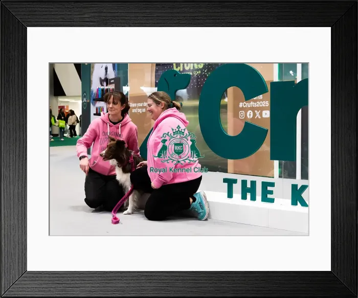 Framed Print : Owners Posing With Their Border Collie In Front Of The Crufts Banner Framed Print : Owners Posing With Their Border Collie In Front Of The Crufts Banner