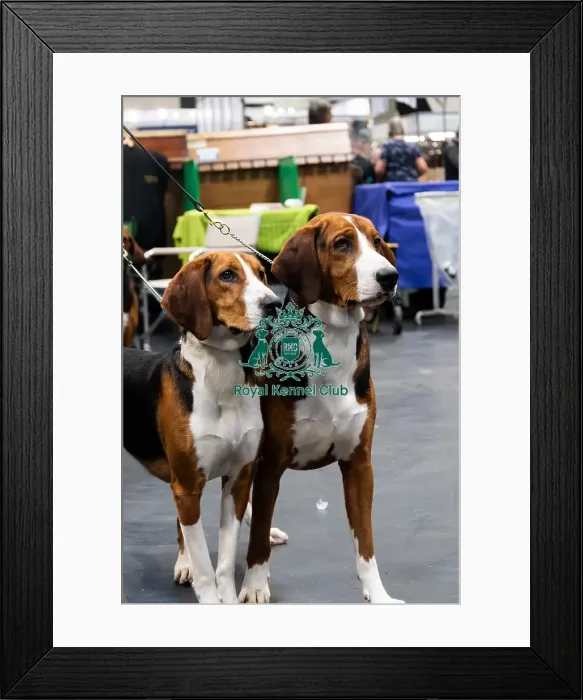 Framed Print : Two Hamiltonsvare's Two Hamiltonsvare's Framed Print : Two Hamiltonsvare's Two Hamiltonsvare's