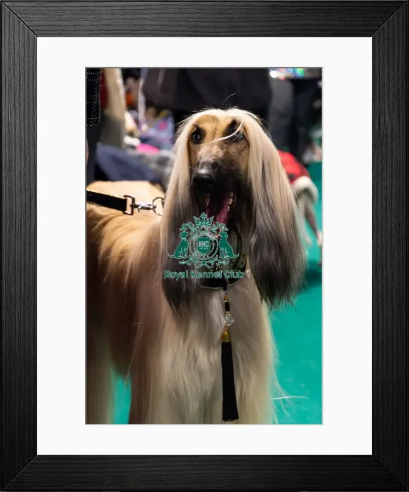 Framed Print : An Afghan Hound Amongst Stalls Framed Print : An Afghan Hound Amongst Stalls