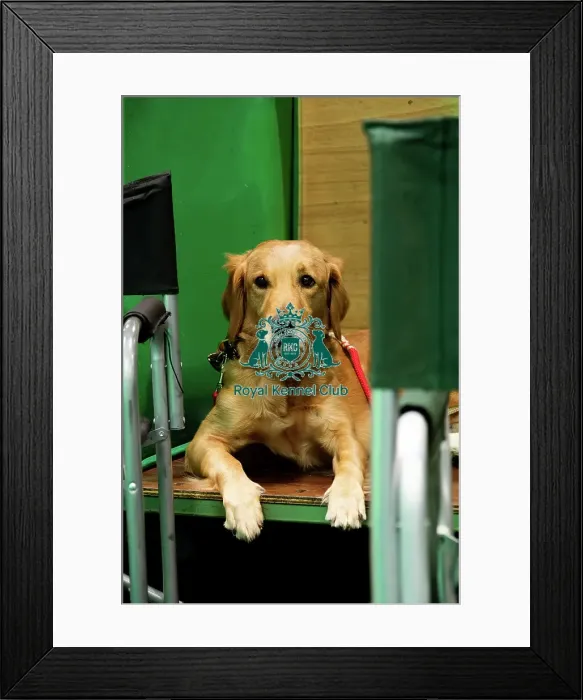 Framed Print : A Golden Retriever On The Benches Framed Print : A Golden Retriever On The Benches