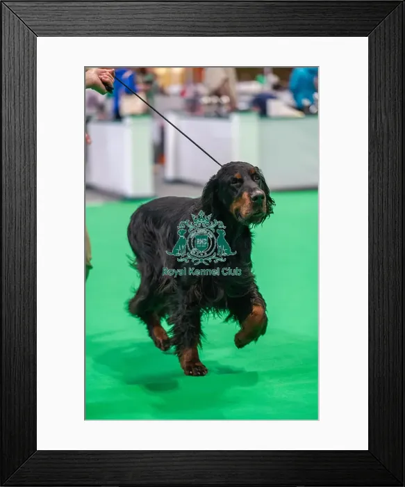 Framed Print : Bara the Gordon Setter