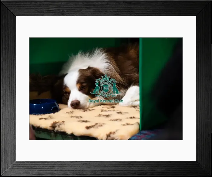 Framed Print : A Tired Border Collie Framed Print : A Tired Border Collie