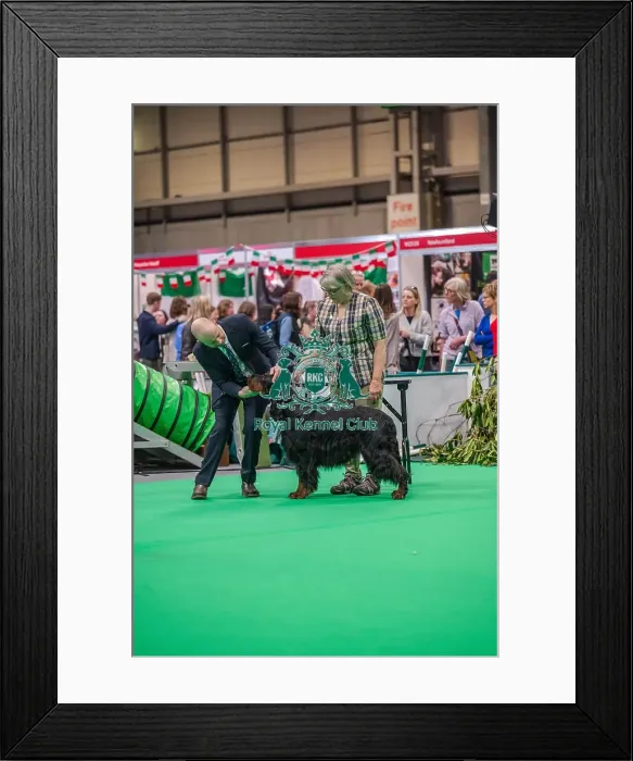 Framed Print : Bara the Gordon Setter