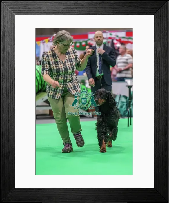 Framed Print : Bara the Gordon Setter Framed Print : Bara the Gordon Setter