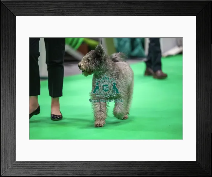 Framed Print : Olive the Hungarian Pumi Framed Print : Olive the Hungarian Pumi