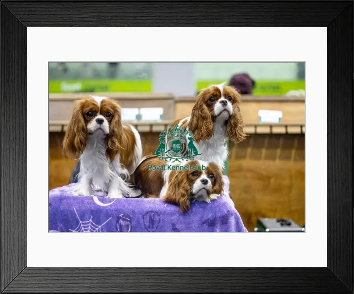 Framed Print : Enid, Wednesday and Pugsley, Cavalier King Charles Spaniels Framed Print : Enid, Wednesday and Pugsley, Cavalier King Charles Spaniels
