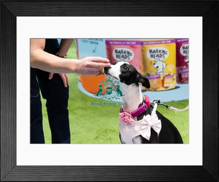 Framed Print : A Whippet Getting A Treat From A Stall Owner Framed Print : A Whippet Getting A Treat From A Stall Owner