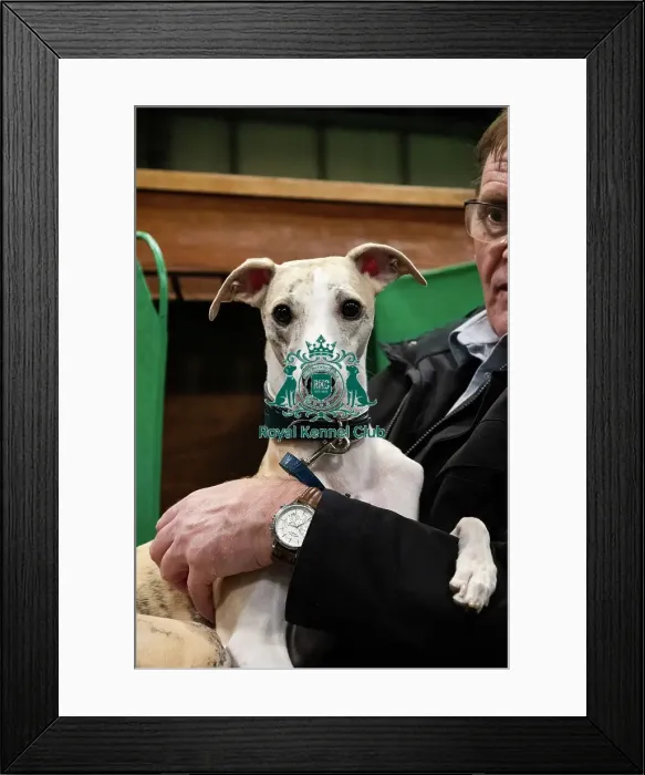 Framed Print : Whippet Skye