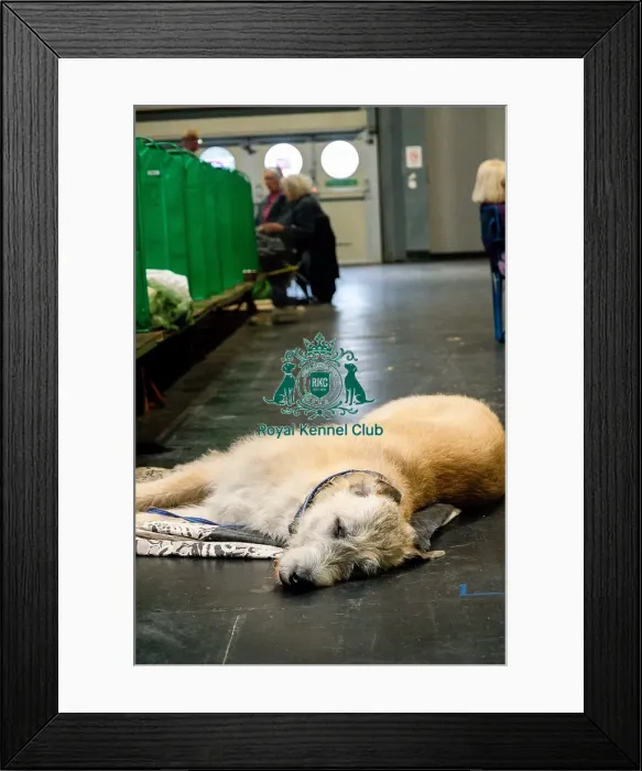 Framed Print : A Tired Irish Wolfhound On The Floor Framed Print : A Tired Irish Wolfhound On The Floor