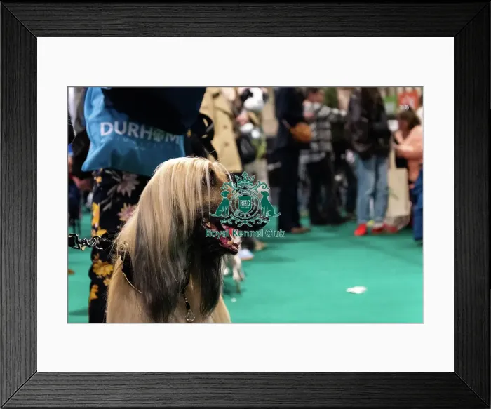 Framed Print : An Afghan Hound Amongst Stalls Framed Print : An Afghan Hound Amongst Stalls