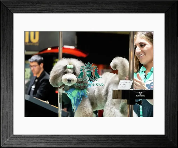 Framed Print : Artero Grooming Live Framed Print : Artero Grooming Live