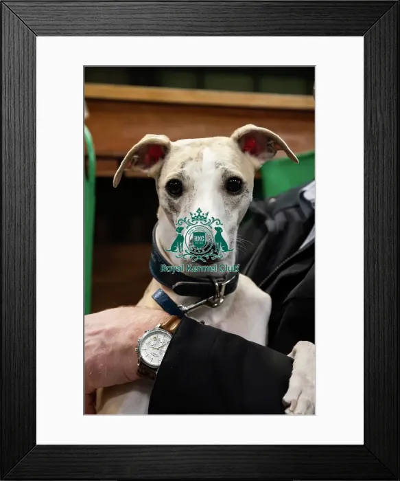 Framed Print : Whippet Skye Framed Print : Whippet Skye