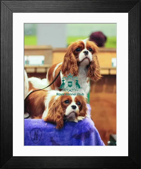 Framed Print : Enid and Pugsley, King Charles Cavalier Spaniels, owner Kayleigh Hawkins Framed Print : Enid and Pugsley, King Charles Cavalier Spaniels, owner Kayleigh Hawkins