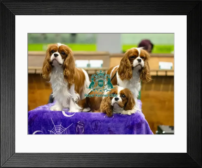 Framed Print : Enid and Pugsley, King Charles Cavalier Spaniels, owner Kayleigh Hawkins Framed Print : Enid and Pugsley, King Charles Cavalier Spaniels, owner Kayleigh Hawkins