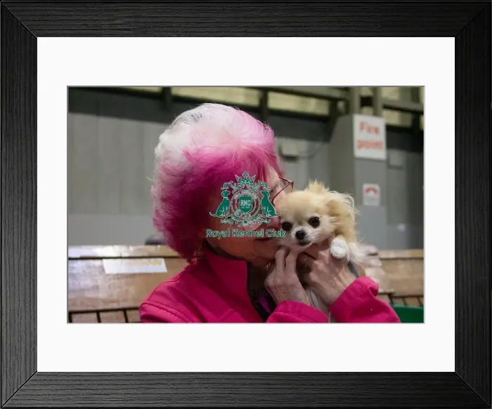 Framed Print : Trixie, long coat Chihuahua Framed Print : Trixie, long coat Chihuahua