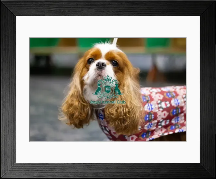 Framed Print : Cavalier King Charles Spaniel, Shay Framed Print : Cavalier King Charles Spaniel, Shay