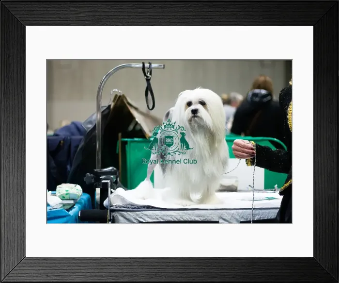 Framed Print : Dinky, Lowchen Framed Print : Dinky, Lowchen