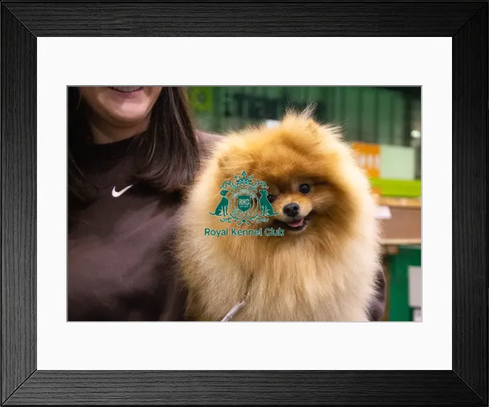 Framed Print : Bear the Pomeranian Framed Print : Bear the Pomeranian