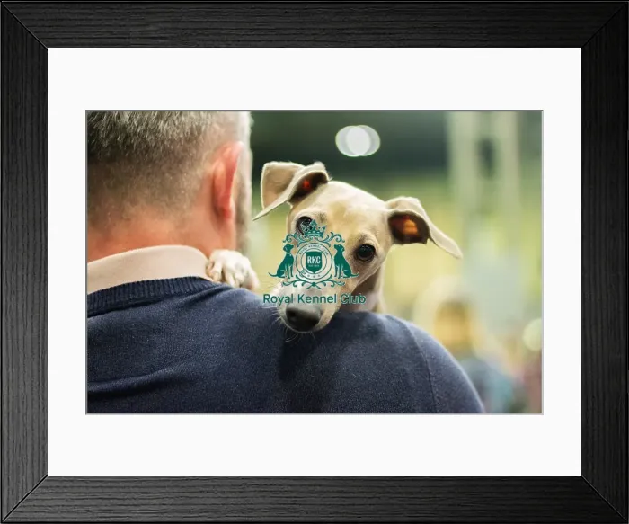 Framed Print : Italian Greyhound Framed Print : Italian Greyhound