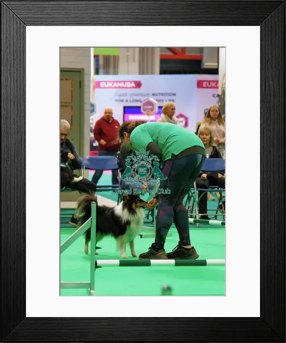 Framed Print : Have a go Agility Framed Print : Have a go Agility