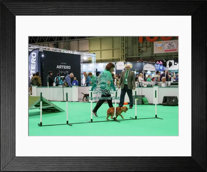 Framed Print : Have a go Agility Framed Print : Have a go Agility