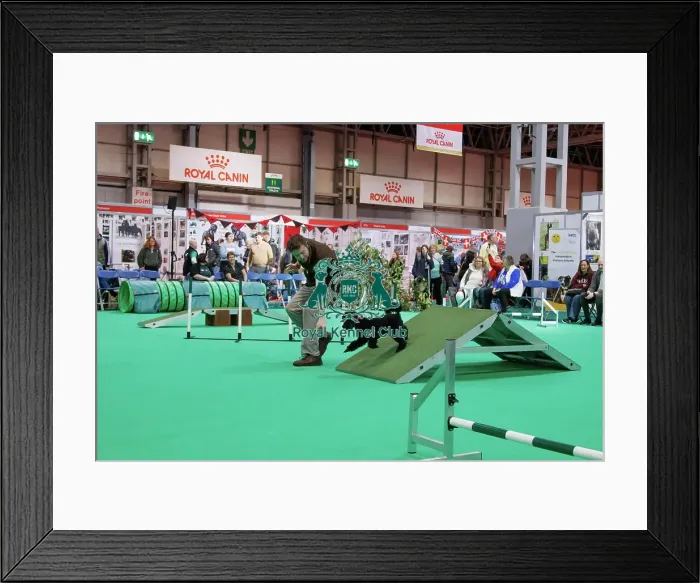 Framed Print : Have a go Agility Framed Print : Have a go Agility