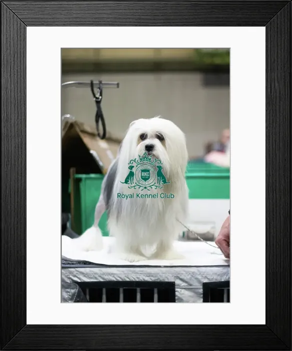 Framed Print : Dinky, Lowchen crufts 2025 Framed Print : Dinky, Lowchen crufts 2025