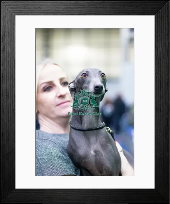 Framed Print : Bertie, Italian greyhound, owner Siobhan Framed Print : Bertie, Italian greyhound, owner Siobhan