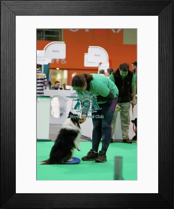 Framed Print : Have a go Agility Framed Print : Have a go Agility