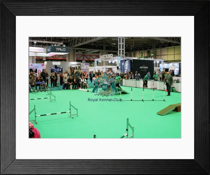 Framed Print : Have a go Agility Framed Print : Have a go Agility