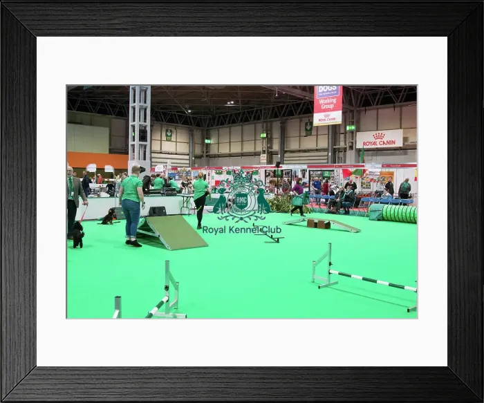 Framed Print : Have a go Agility Framed Print : Have a go Agility