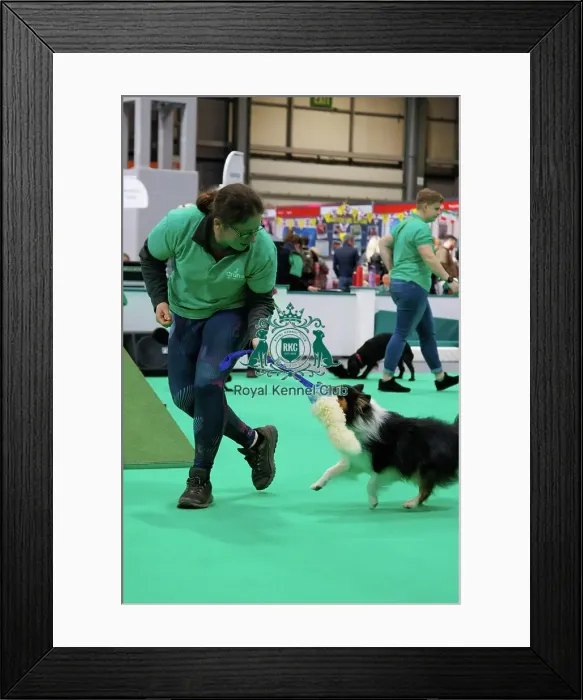Framed Print : Have a go Agility Framed Print : Have a go Agility