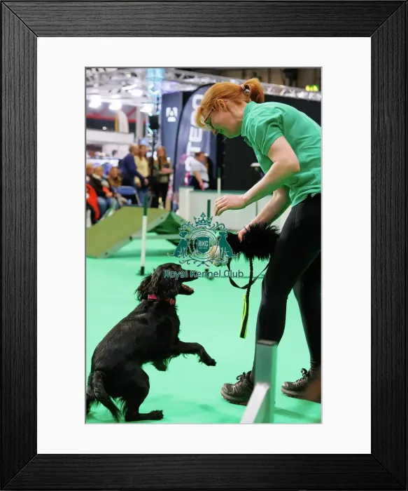 Framed Print : Have a go Agility Framed Print : Have a go Agility