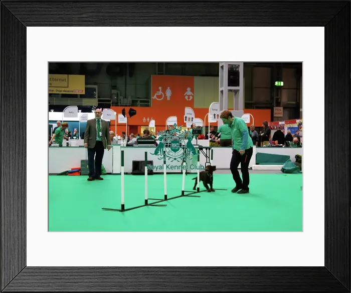 Framed Print : Have a go Agility Framed Print : Have a go Agility