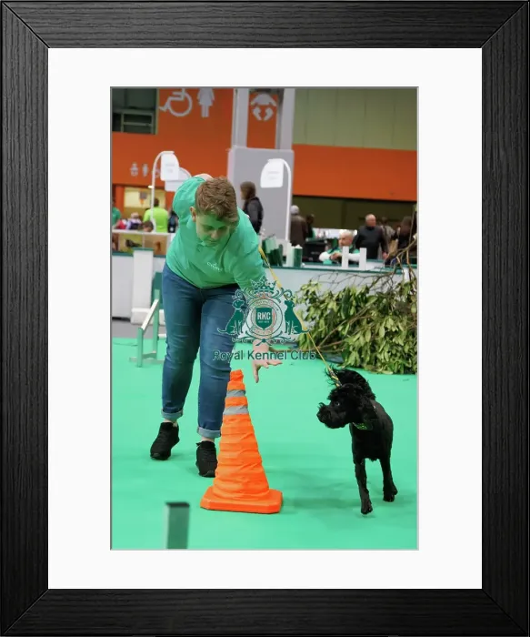 Framed Print : Have a go Agility Framed Print : Have a go Agility