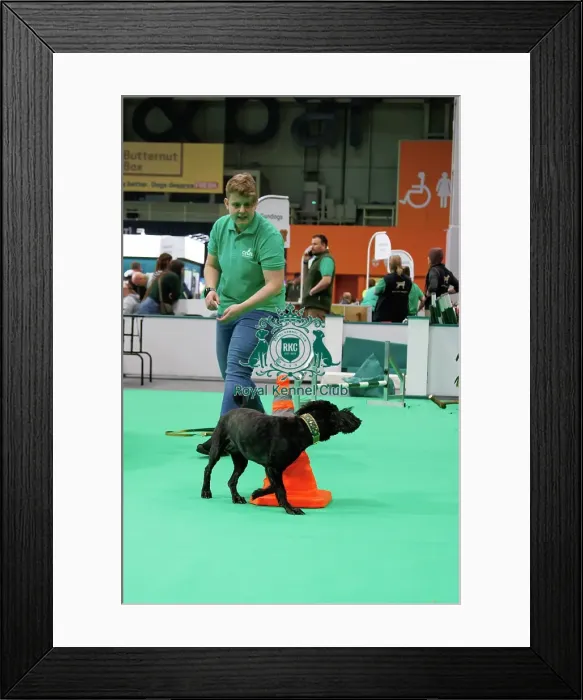 Framed Print : Crufts Friday 7th March 2025 - Have a go Agility Framed Print : Crufts Friday 7th March 2025 - Have a go Agility