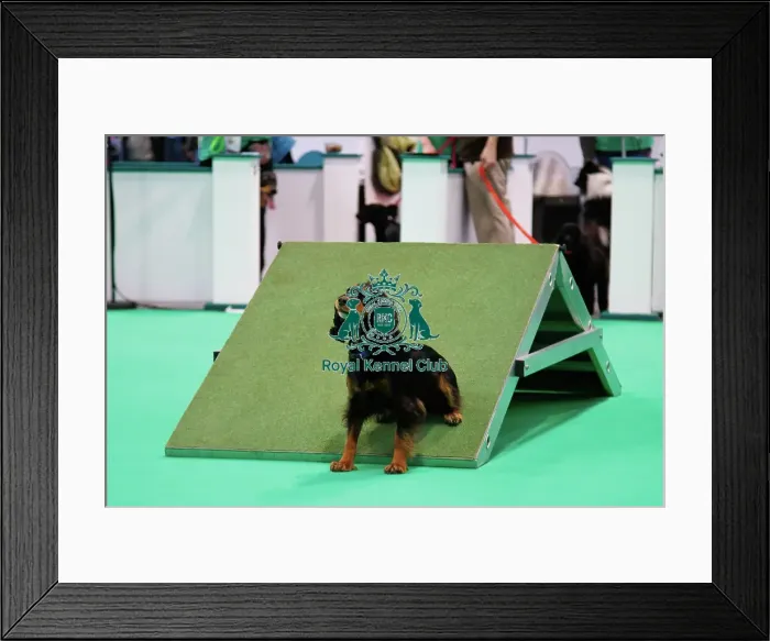 Framed Print : Have a go Agility Framed Print : Have a go Agility