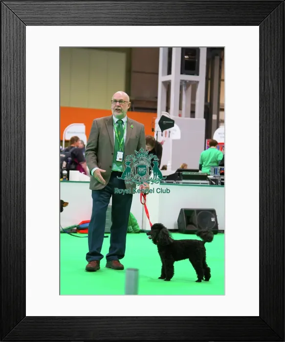 Framed Print : Have a go Agility Framed Print : Have a go Agility