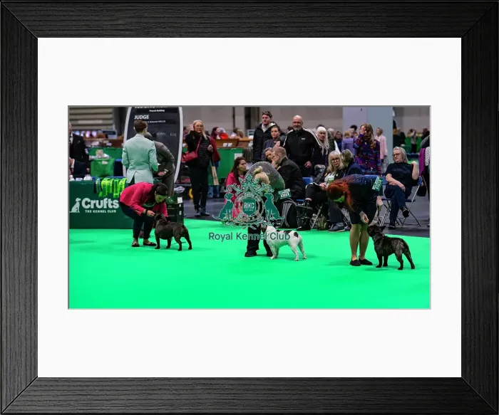 Framed Print : French bulldog showing