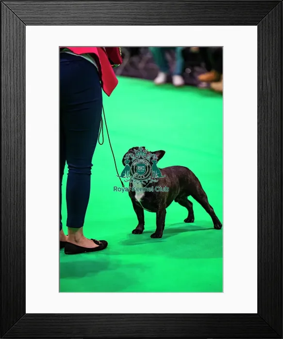 Framed Print : French Bulldog Showing Framed Print : French Bulldog Showing
