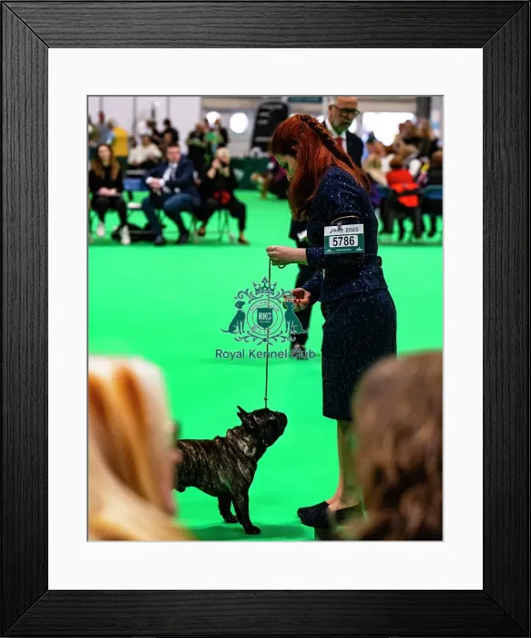 Framed Print : Puppy French Bulldog Framed Print : Puppy French Bulldog